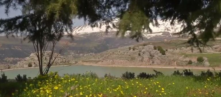 إحدى فراشات "بشورة الحرشف" في حقل لبناني