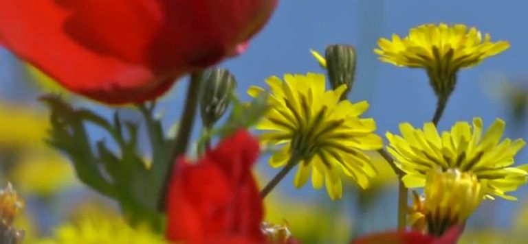 إحدى فراشات "بشورة الحرشف" في حقل لبناني