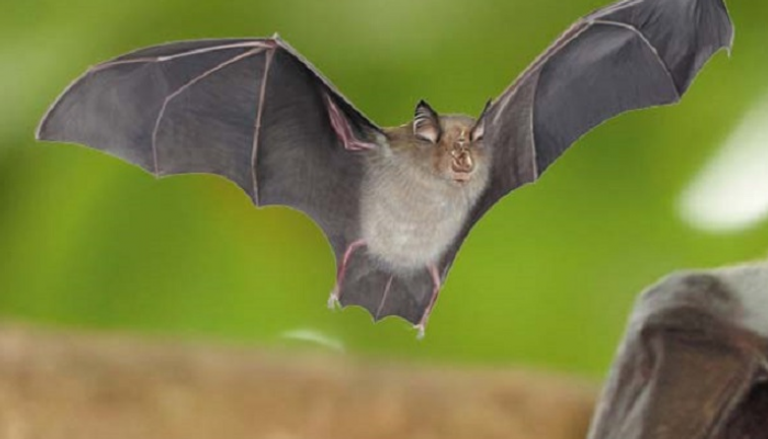 الخفاش ينقل فيروس "نيباه" إلى البشر