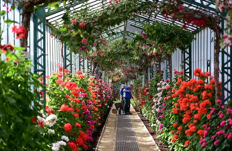 البيوت الزجاجية الملكية في بروكسل