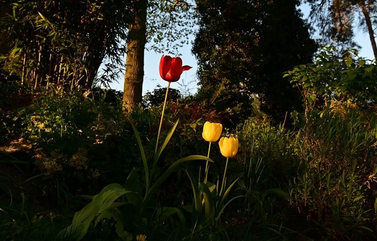 البيوت الزجاجية الملكية في بروكسل