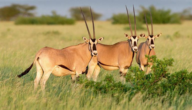 حديقة أواش الوطنية في إثيوبيا