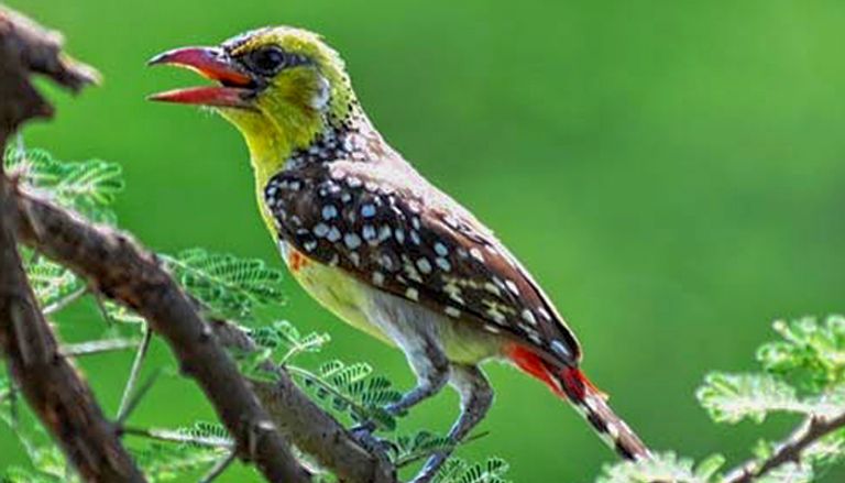 حديقة أواش الوطنية في إثيوبيا