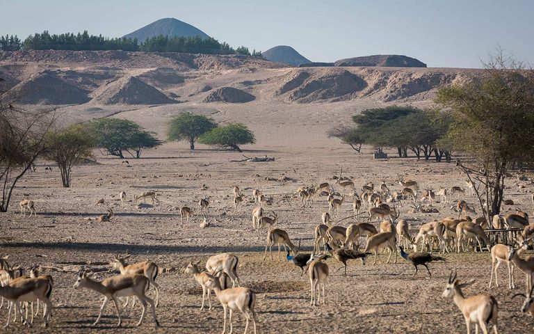 المحميات الطبيعية في الإمارات.. كنوز السياحة البيئية