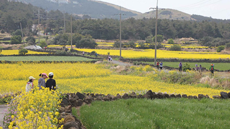 تتميز جزيرة جيجو بالعديد من المرافق السياحية