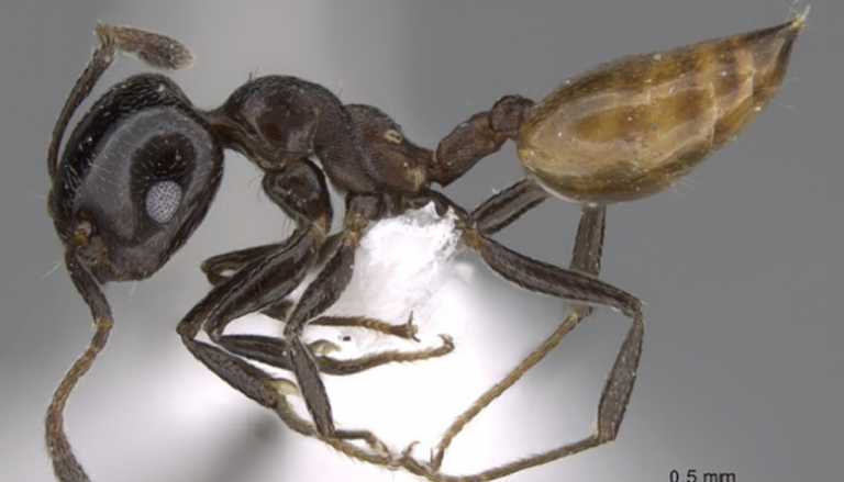 النملة التي حملت اسم رئيسة وزراء نيوزيلندا- صورة أرشيفية