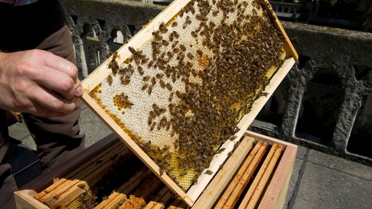 معجزة تحمي نحل "نوتردام" من حريق الكاتدرائية - صورة أرشيفية