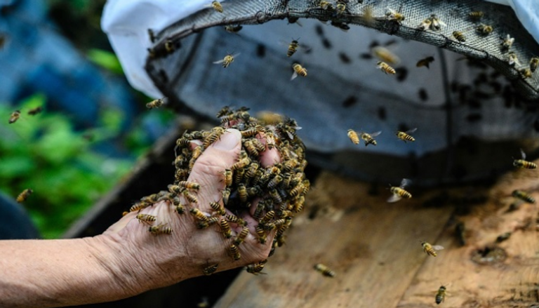  نحّال صيني يجمع العسل على الطريقة القديمة