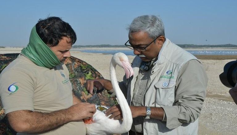 طائر فلامنجو يفوز بماراثون أبوظبي للطيور بعد قطع مسافة 1300 كيلومتر