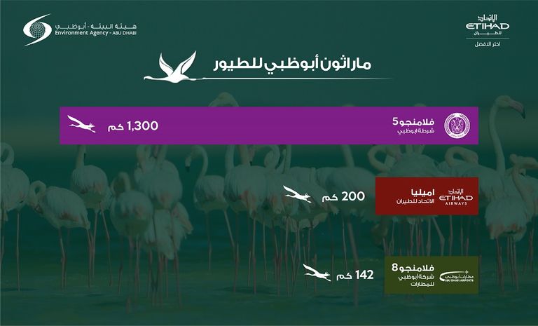 طائر فلامنجو يفوز بماراثون أبوظبي للطيور بعد قطع مسافة 1300 كيلومتر