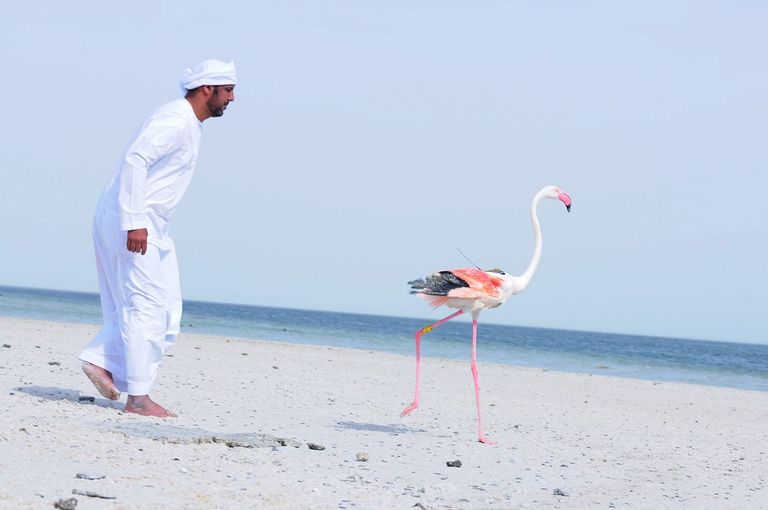 Cute Flamingo Images Stock Photos Vectors Shutterstock
