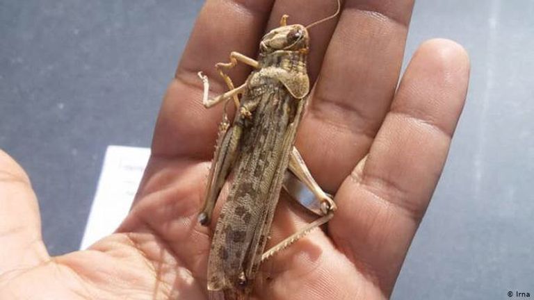 أسراب الجراد تجتاح عددا من المحافظات الإيرانية - أرشيفية