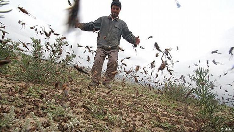 أسراب الجراد تجتاح عددا من المحافظات الإيرانية - أرشيفية