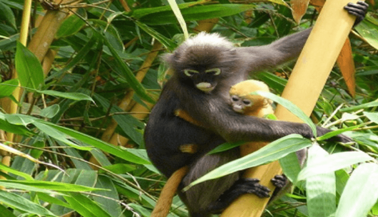 جزيرة بينانج في ماليزيا