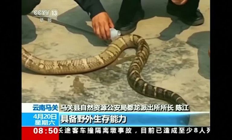 أفعى بطول 2.7 متر داخل محرك سيارة في الصين