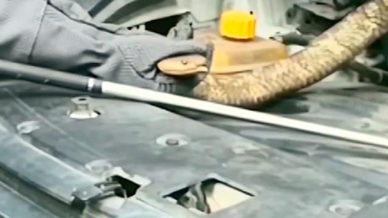 أفعى بطول 2.7 متر داخل محرك سيارة في الصين