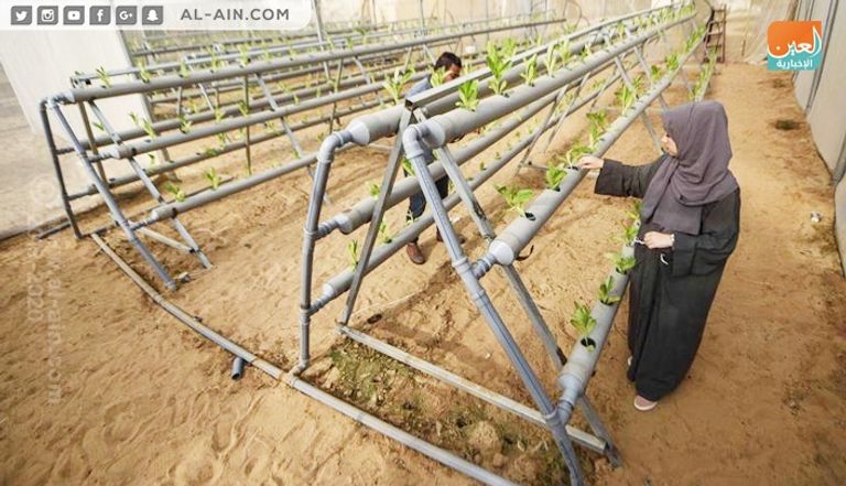 المهندسان الزراعيان عازم وصفية أبو دقة في قطاع غزة