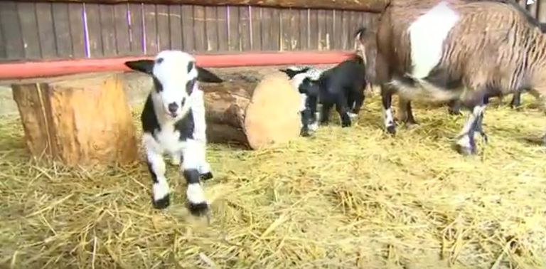 حديقة حيوان بولندية تشهد طفرة في المواليد