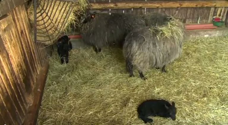 حديقة حيوان بولندية تشهد طفرة في المواليد