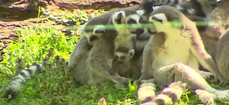 حديقة حيوان بولندية تشهد طفرة في المواليد