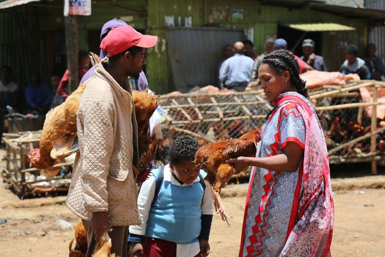 أحد باعة الدواجن في سوق بأديس أبابا