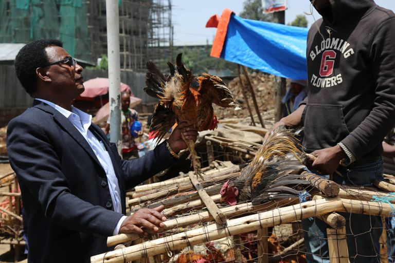 أحد باعة الدواجن في سوق بأديس أبابا