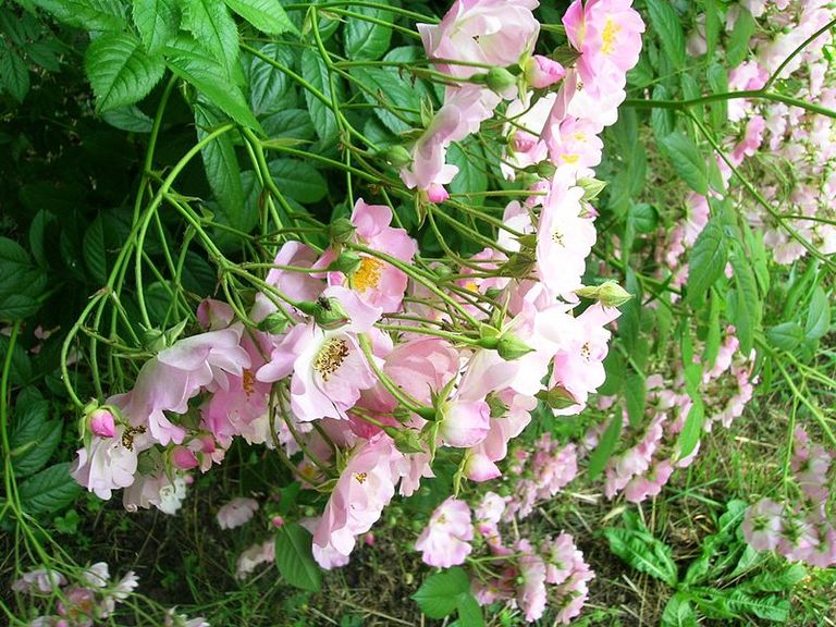 حديقة نينفا الإيطالية