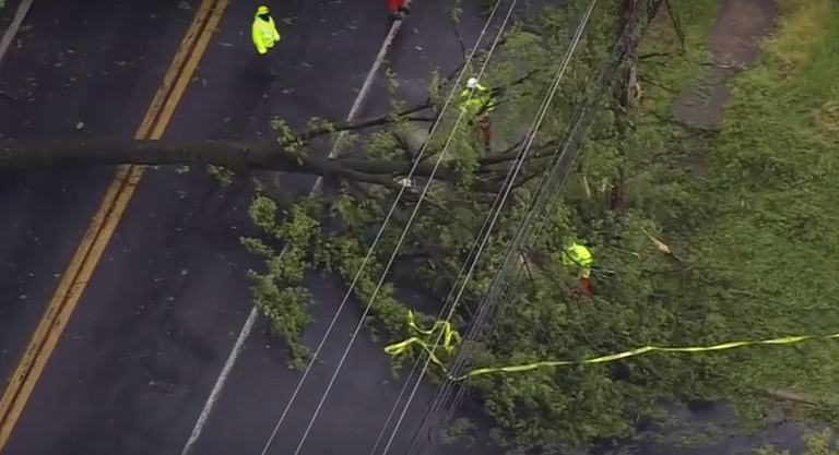 رياح تقتلع الأشجار في واشنطن