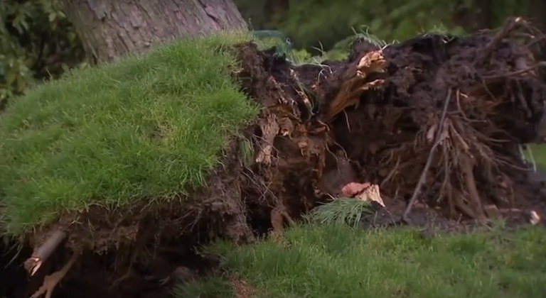 رياح تقتلع الأشجار في واشنطن