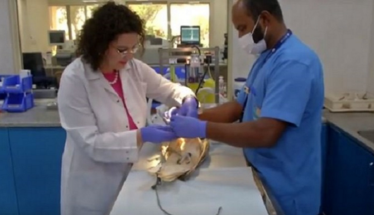 الإمارات تحتضن أكبر مستشفى للصقور في العالم