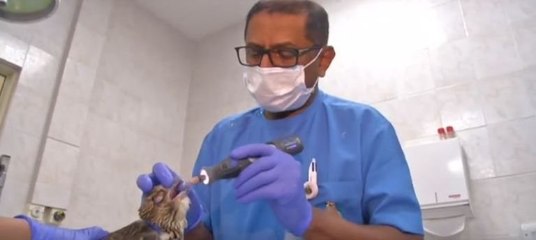 الإمارات تحتضن أكبر مستشفى للصقور في العالم