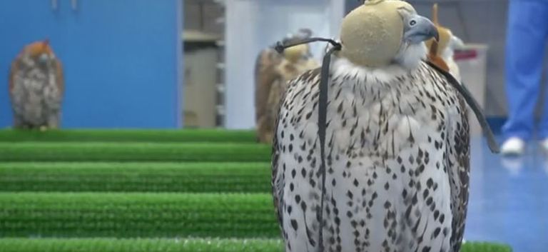 الإمارات تحتضن أكبر مستشفى للصقور في العالم