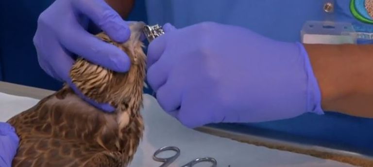 الإمارات تحتضن أكبر مستشفى للصقور في العالم