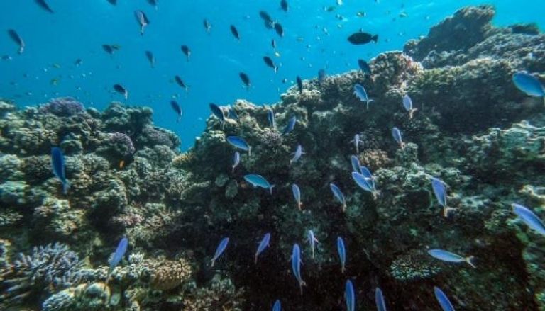 السياح يفضلون الغوص وسط الشعاب المرجانية في البحر الأحمر 