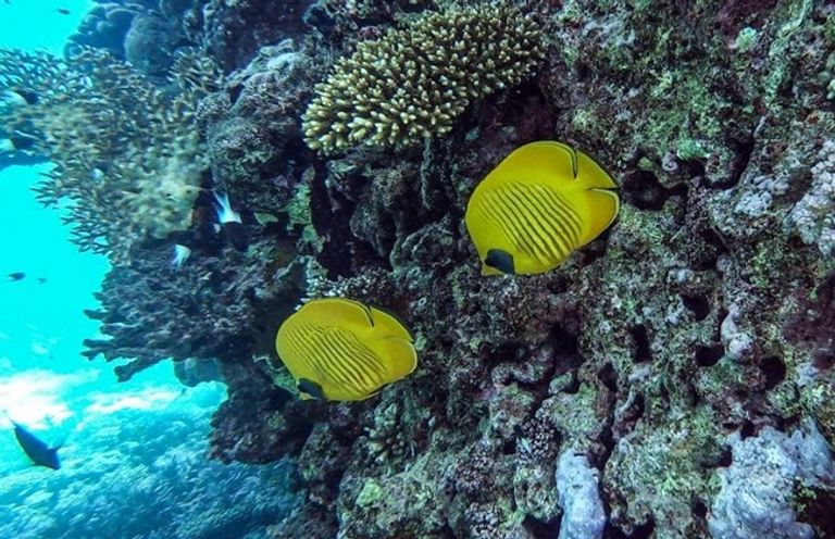 السياح يفضلون الغوص وسط الشعاب المرجانية في البحر الأحمر