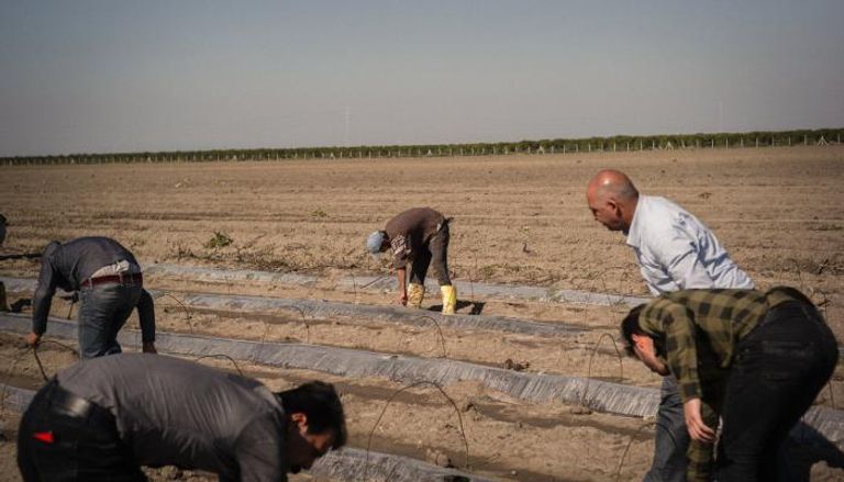 200 ألف لاجئ سوري يعمل في زراعة البندق التركية