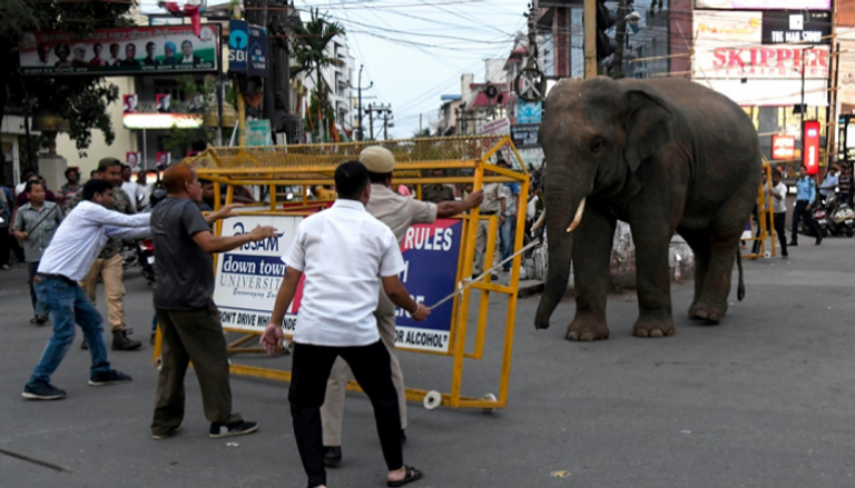 الفيل يتسبّب في تعطيل حركة المرور.