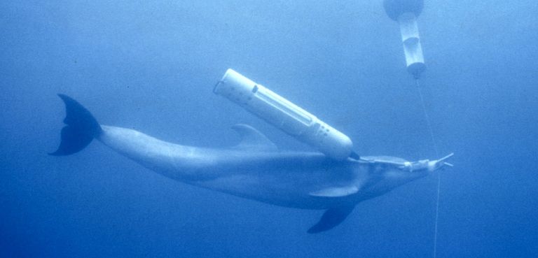 حوت التجسس الروسي في النرويج