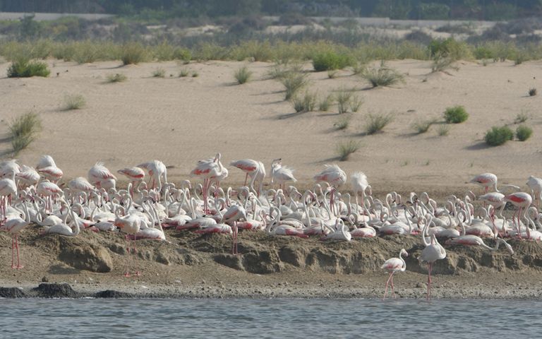طيور الفلامنجو في محمية الوثبة