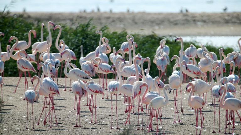 طيور الفلامنجو في محمية الوثبة