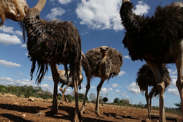 الوجبات قدمتها جمعية خيرية باكستانية.