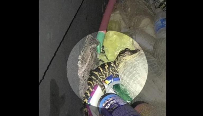  امرأة تخرج تمساحا من سروالها خلال تفتيشها في فلوريدا