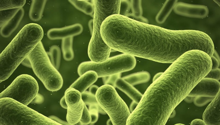 الباحثون رصدوا بدقة كيف يهاجم الجهاز المناعي البكتريا