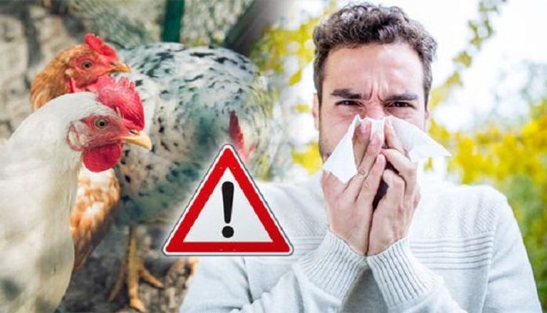 إنفلونزا الطيور من الفيروسات الخطيرة التي تهدد حياة الإنسان
