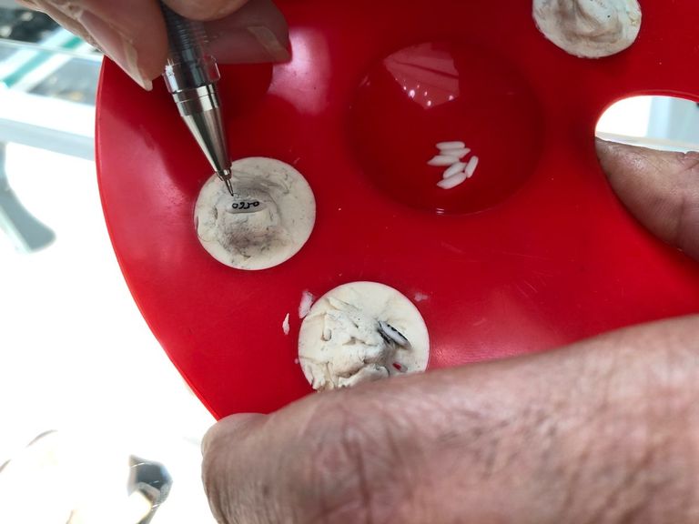 فن "الكتابة على الأرز والمكرونة" في الشارقة 