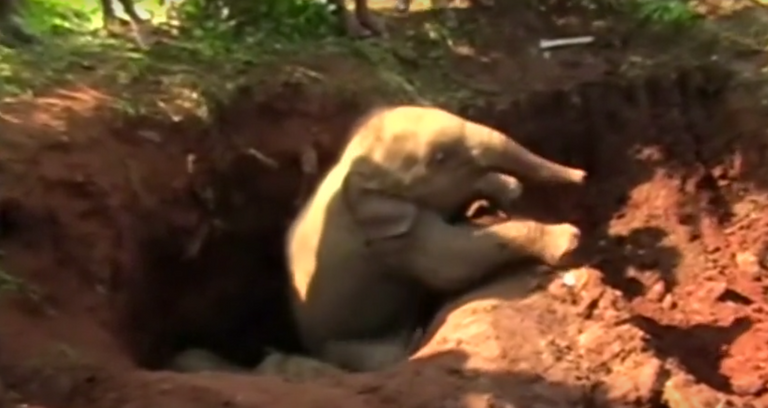 إنقاذ فيلين صغيرين في سريلانكا بعد سقوطهما في حفرة