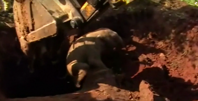 إنقاذ فيلين صغيرين في سريلانكا بعد سقوطهما في حفرة