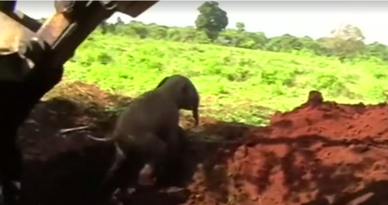 إنقاذ فيلين صغيرين في سريلانكا بعد سقوطهما في حفرة