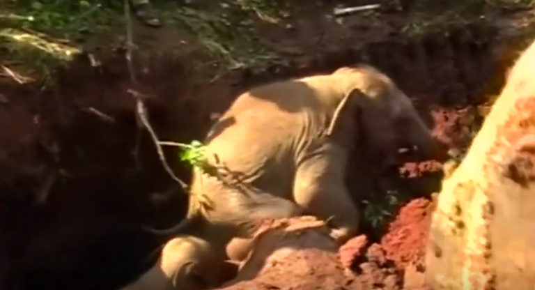 إنقاذ فيلين صغيرين في سريلانكا بعد سقوطهما في حفرة