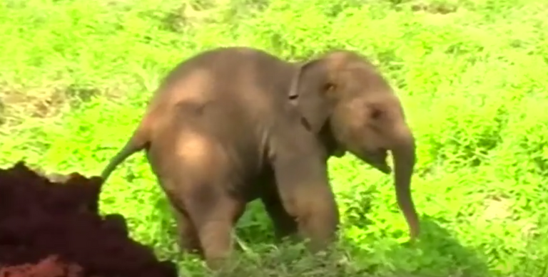 إنقاذ فيلين صغيرين في سريلانكا بعد سقوطهما في حفرة